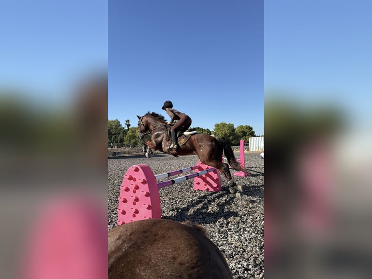 PRE Mestizo Caballo castrado 16 años 160 cm Castaño in Montebello