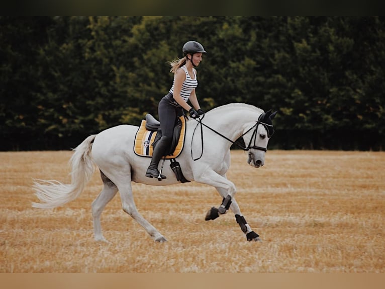 PRE Caballo castrado 16 años 160 cm Tordo in Stödtlen-Unterbronnen