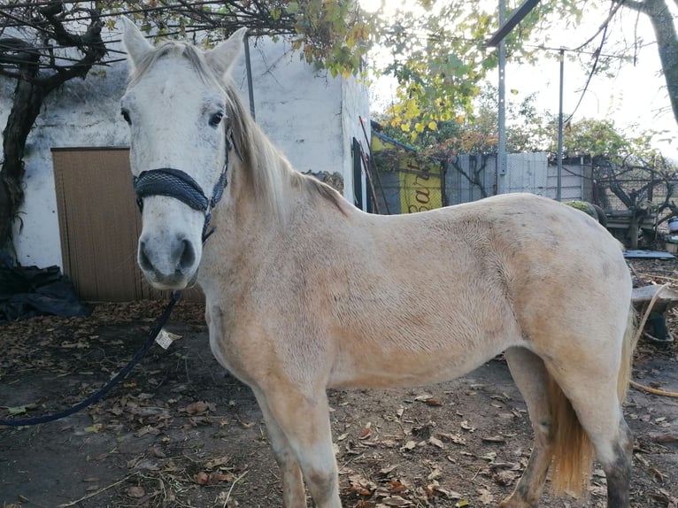 PRE Mestizo Caballo castrado 16 años 160 cm Tordo in Horche