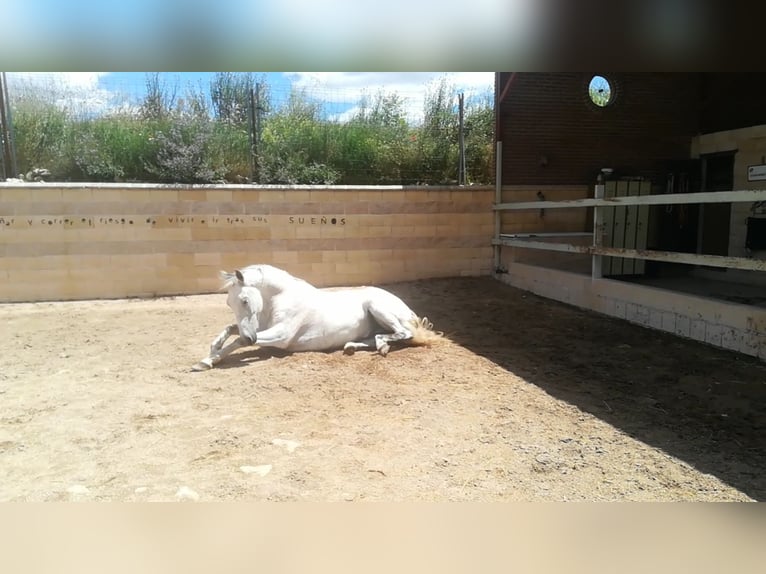 PRE Mestizo Caballo castrado 16 años 160 cm Tordo in Horche