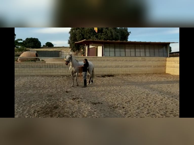 PRE Mestizo Caballo castrado 16 años 160 cm Tordo in Horche