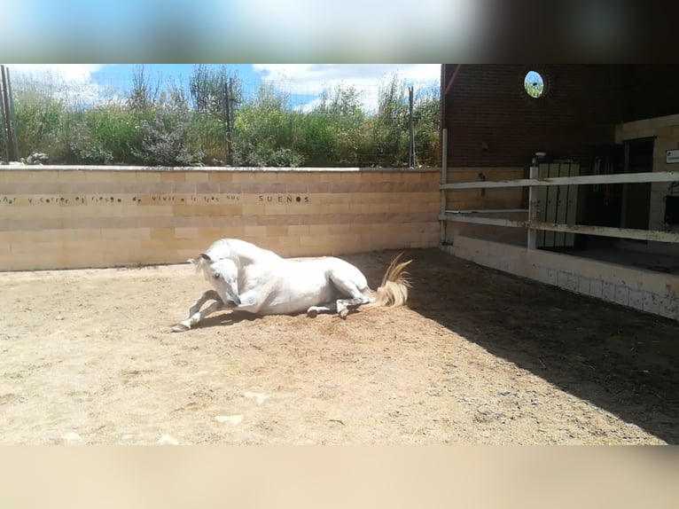 PRE Mestizo Caballo castrado 16 años 160 cm Tordo in Horche