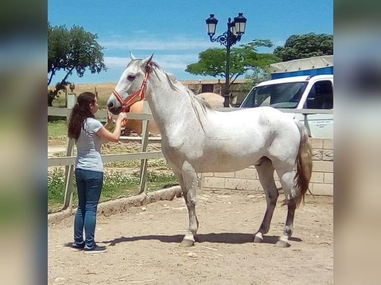 PRE Mestizo Caballo castrado 16 años 160 cm Tordo in Horche