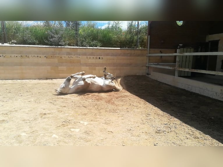 PRE Mestizo Caballo castrado 16 años 160 cm Tordo in Horche