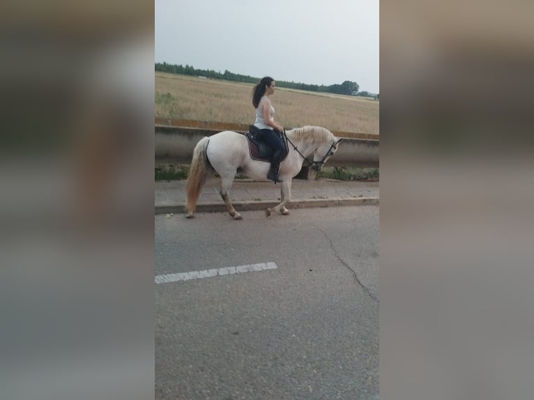 PRE Mestizo Caballo castrado 16 años 160 cm Tordo in Horche