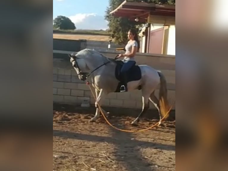 PRE Mestizo Caballo castrado 16 años 160 cm Tordo in Horche