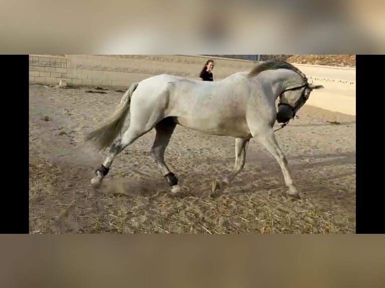 PRE Mestizo Caballo castrado 16 años 160 cm Tordo in Horche