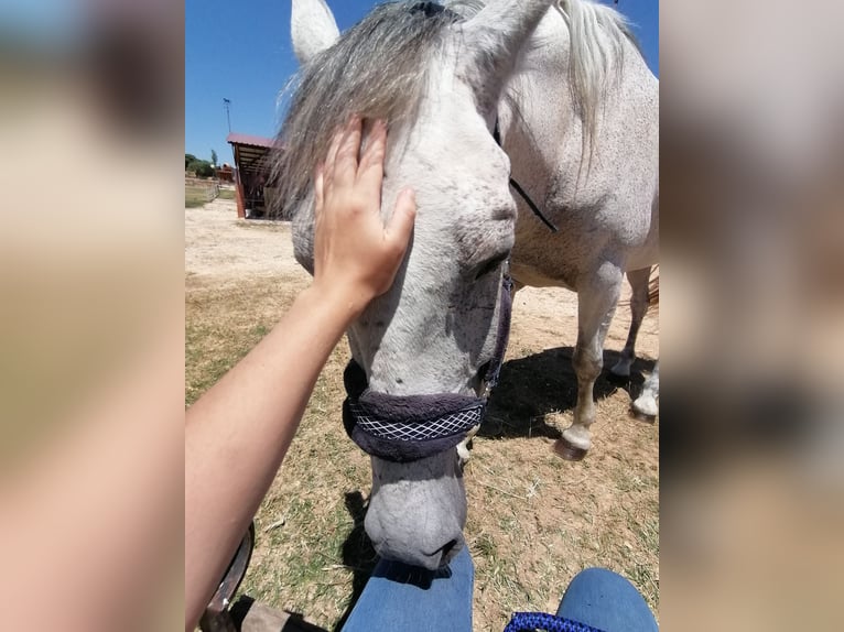 PRE Mestizo Caballo castrado 16 años 160 cm Tordo in Horche