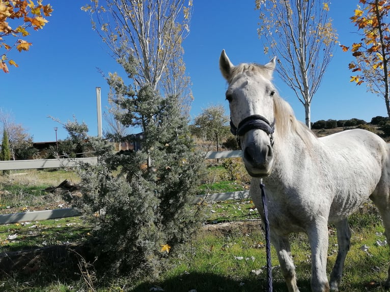 PRE Mestizo Caballo castrado 16 años 160 cm Tordo in Horche