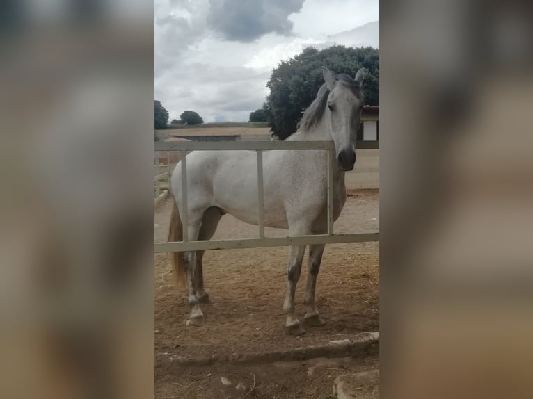 PRE Mestizo Caballo castrado 16 años 160 cm Tordo in Horche