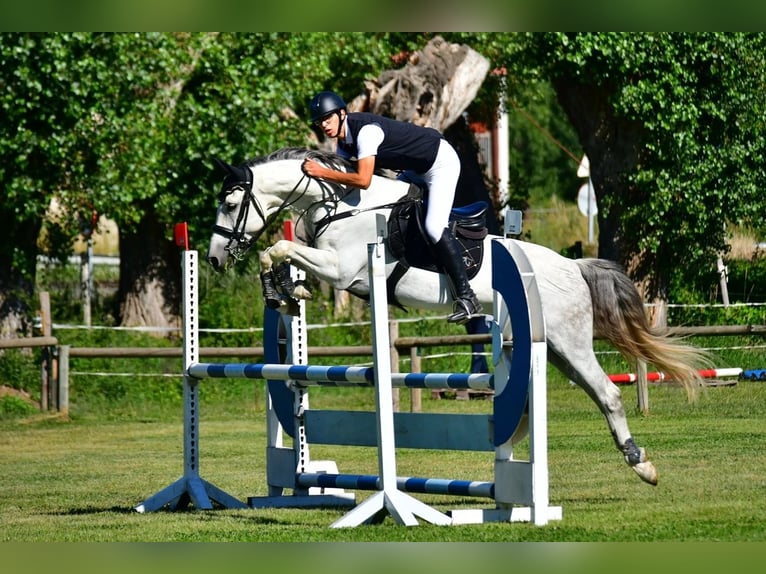 PRE Mestizo Caballo castrado 16 años 160 cm Tordo in Sant Climent De Llobregat