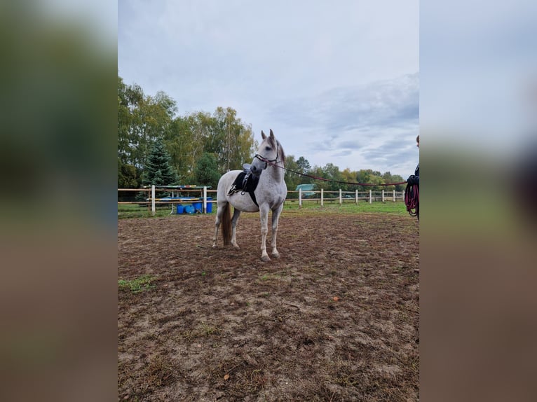 PRE Mestizo Caballo castrado 16 años 160 cm Tordo in Trebbin