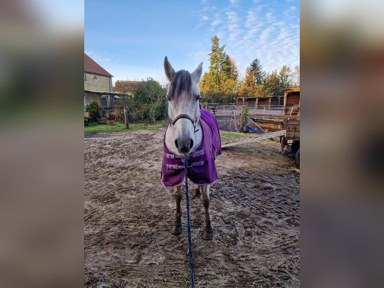 PRE Mestizo Caballo castrado 16 años 160 cm Tordo in Trebbin