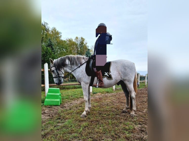 PRE Mestizo Caballo castrado 16 años 160 cm Tordo in Trebbin