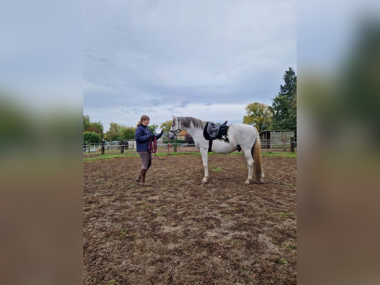 PRE Mestizo Caballo castrado 16 años 160 cm Tordo in Trebbin