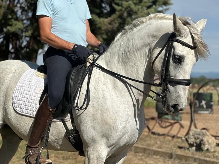 PRE Mestizo Caballo castrado 16 años 161 cm Tordo in Grajera