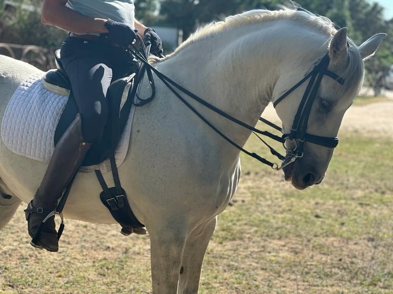 PRE Mestizo Caballo castrado 16 años 161 cm Tordo in Grajera