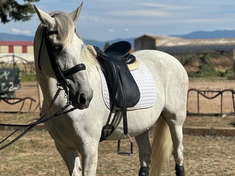 PRE Mestizo Caballo castrado 16 años 161 cm Tordo in Grajera