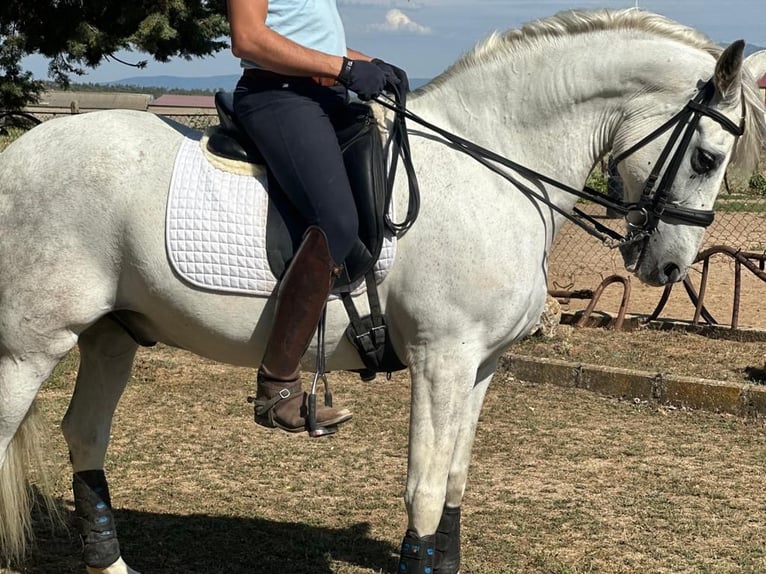 PRE Mestizo Caballo castrado 16 años 161 cm Tordo in Grajera