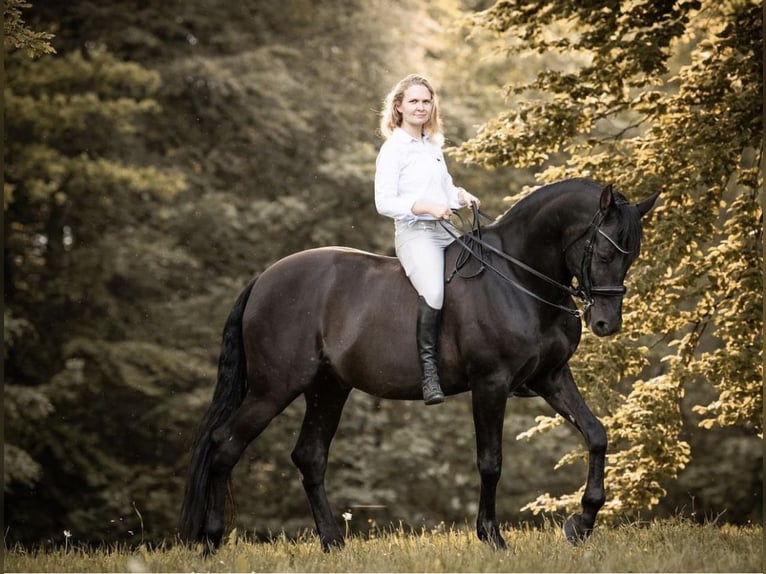 PRE Mestizo Caballo castrado 16 años 162 cm Morcillo in Berg