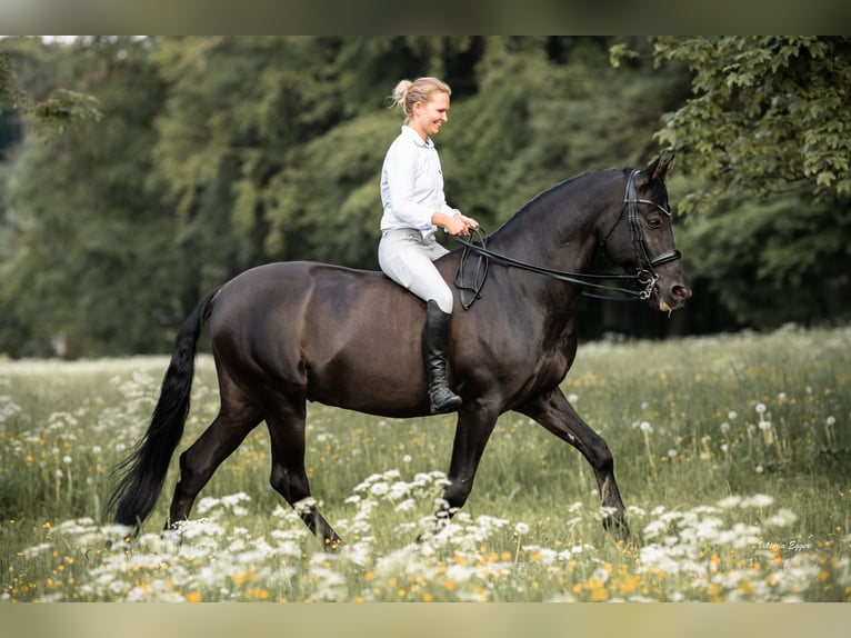 PRE Mestizo Caballo castrado 16 años 162 cm Morcillo in Berg