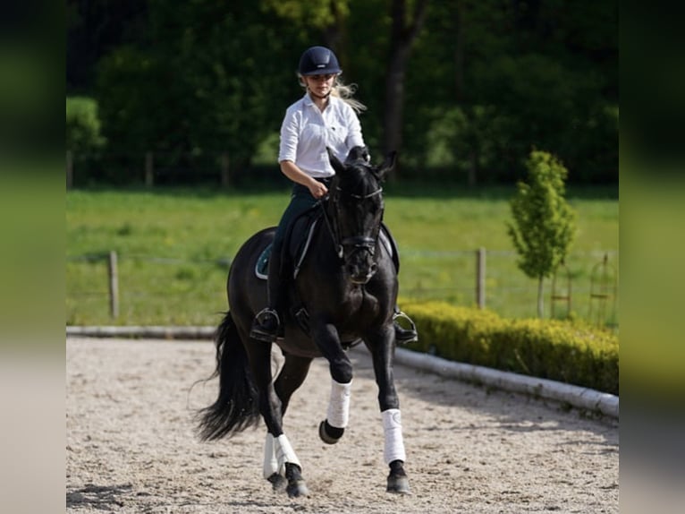 PRE Mestizo Caballo castrado 16 años 162 cm Morcillo in Berg