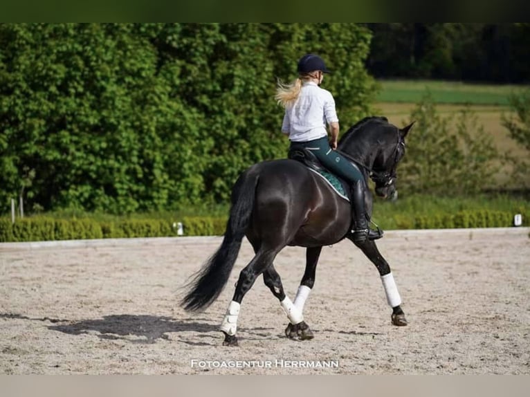 PRE Mestizo Caballo castrado 16 años 162 cm Morcillo in Berg