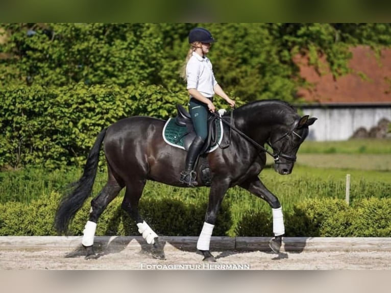 PRE Mestizo Caballo castrado 16 años 162 cm Morcillo in Berg