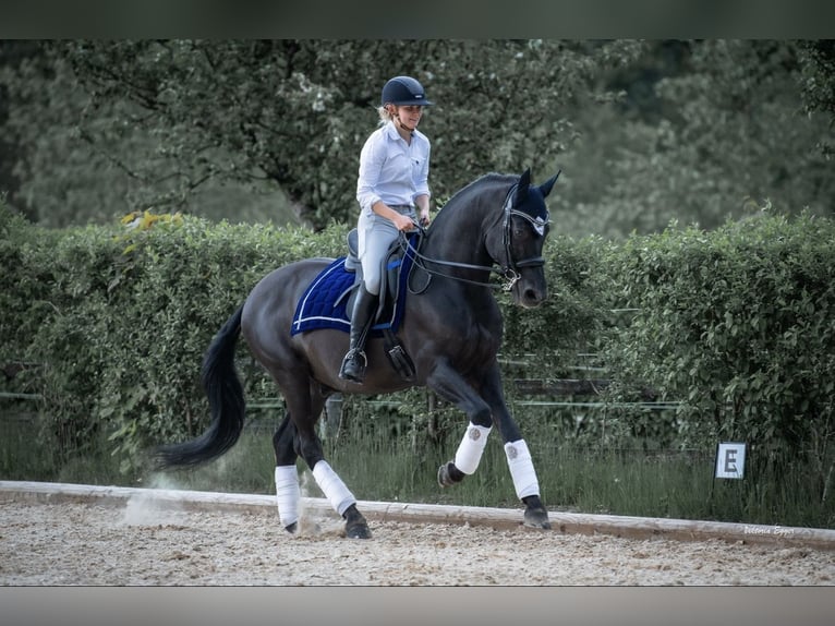 PRE Mestizo Caballo castrado 16 años 162 cm Morcillo in Berg