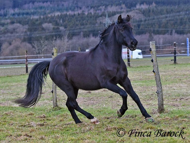 PRE Mestizo Caballo castrado 16 años 162 cm Negro in Bickenbach