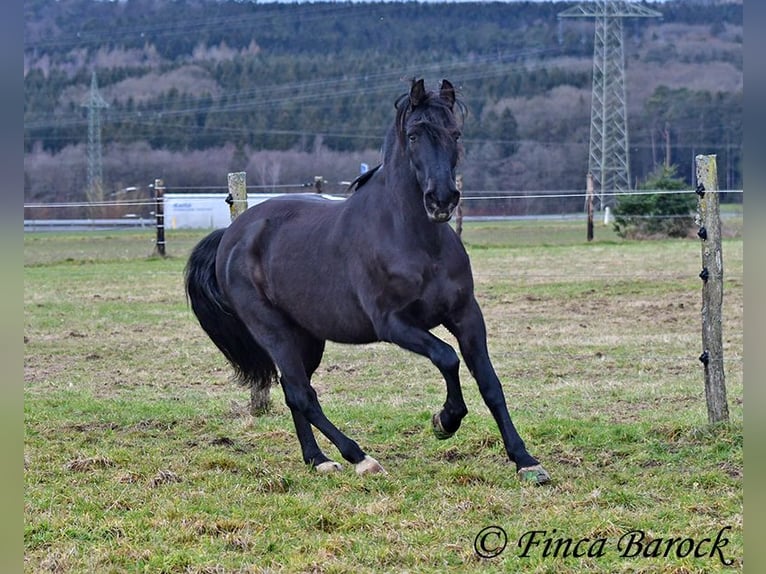 PRE Mestizo Caballo castrado 16 años 162 cm Negro in Bickenbach