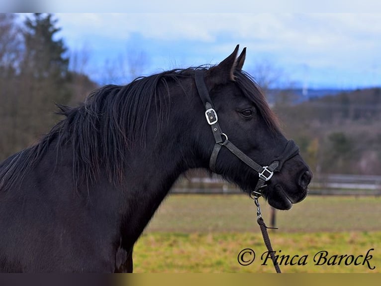 PRE Mestizo Caballo castrado 16 años 162 cm Negro in Bickenbach