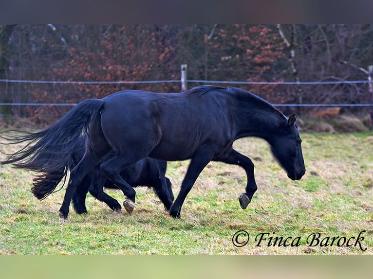 PRE Mestizo Caballo castrado 16 años 162 cm Negro in Bickenbach