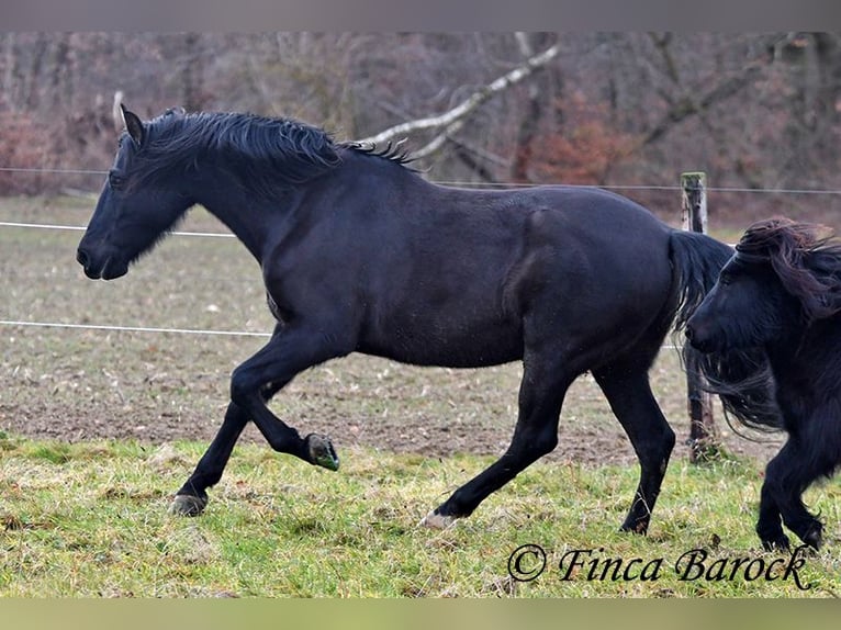 PRE Mestizo Caballo castrado 16 años 162 cm Negro in Bickenbach