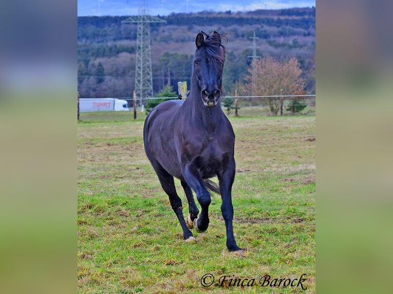 PRE Mestizo Caballo castrado 16 años 162 cm Negro in Bickenbach