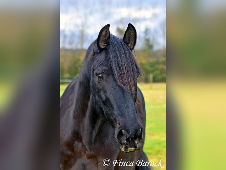 PRE Mestizo Caballo castrado 16 años 162 cm Negro in Bickenbach