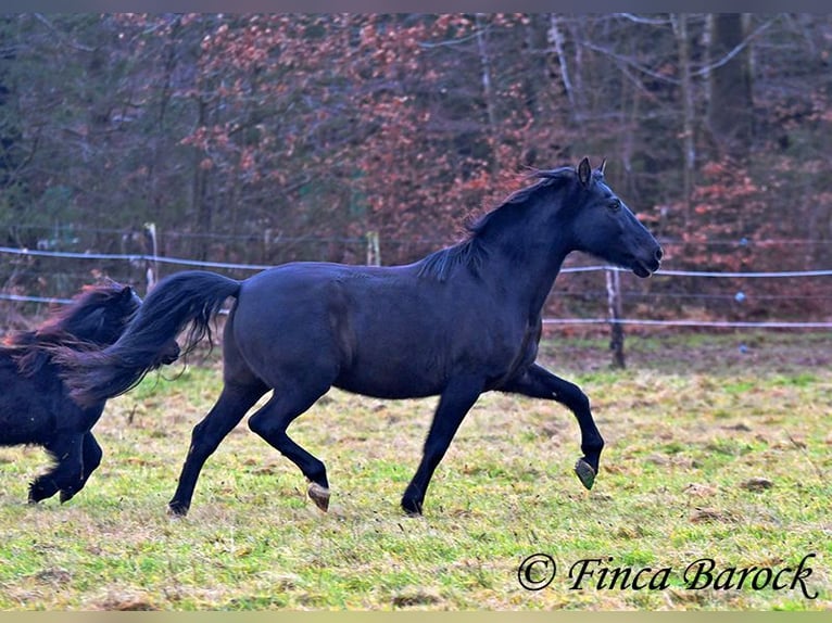 PRE Mestizo Caballo castrado 16 años 162 cm Negro in Bickenbach