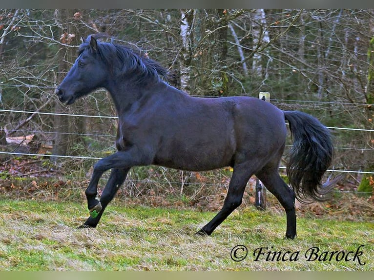 PRE Mestizo Caballo castrado 16 años 162 cm Negro in Bickenbach