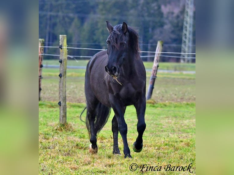 PRE Mestizo Caballo castrado 16 años 162 cm Negro in Bickenbach