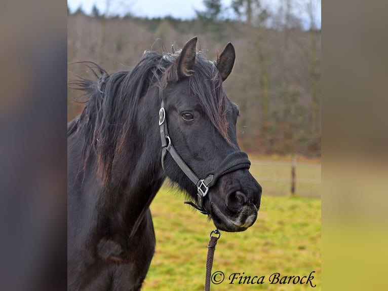 PRE Mestizo Caballo castrado 16 años 162 cm Negro in Bickenbach