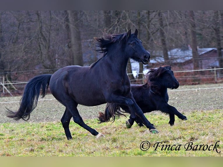 PRE Mestizo Caballo castrado 16 años 162 cm Negro in Bickenbach