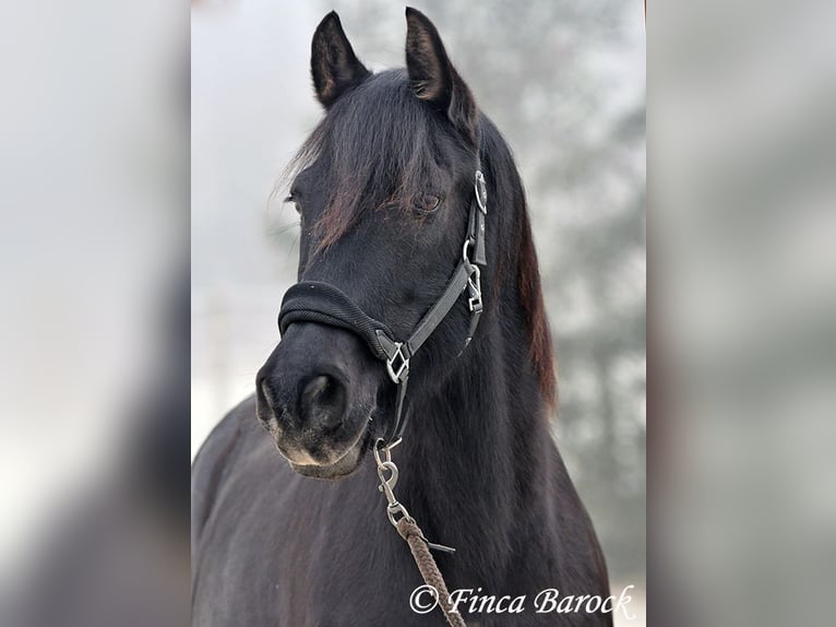 PRE Mestizo Caballo castrado 16 años 162 cm Negro in Bickenbach