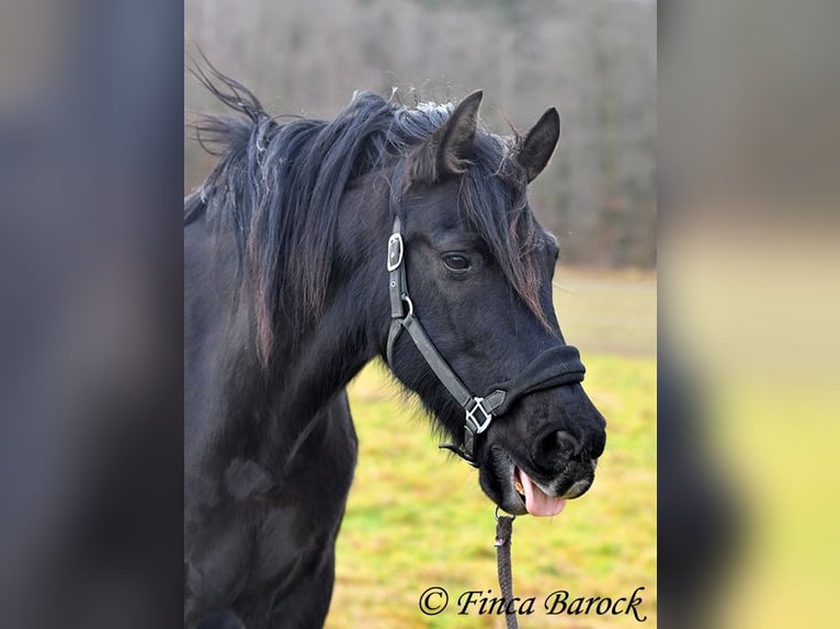 PRE Mestizo Caballo castrado 16 años 162 cm Negro in Bickenbach