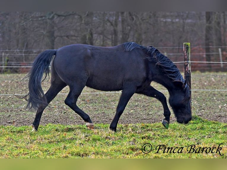 PRE Mestizo Caballo castrado 16 años 162 cm Negro in Bickenbach