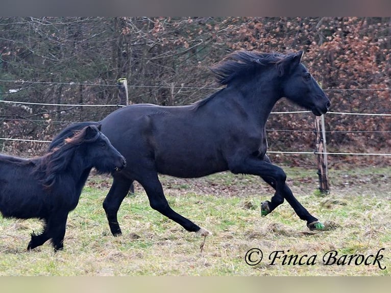 PRE Mestizo Caballo castrado 16 años 162 cm Negro in Bickenbach