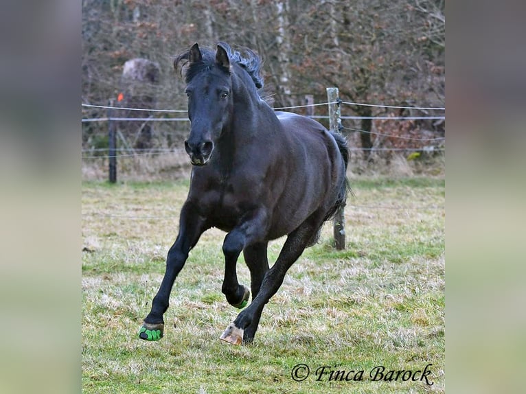 PRE Mestizo Caballo castrado 16 años 162 cm Negro in Bickenbach