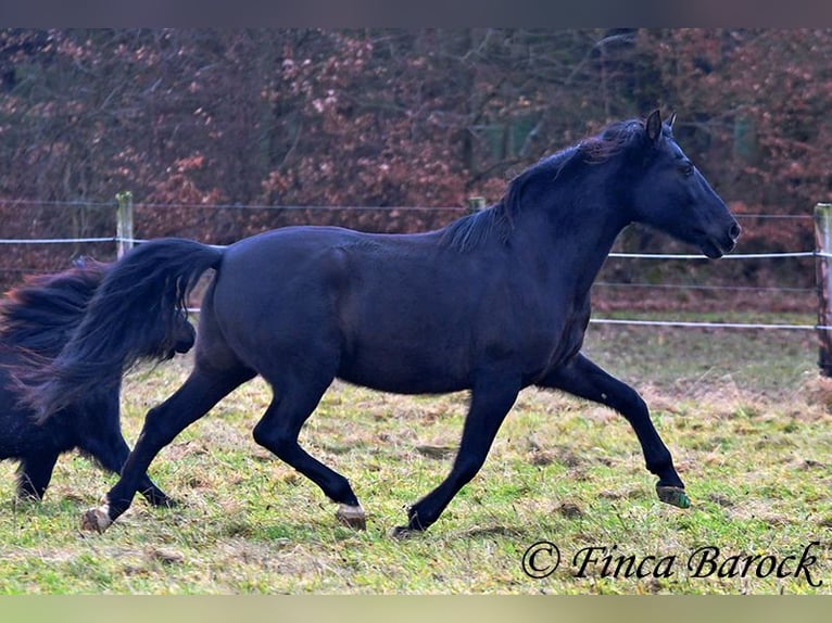 PRE Mestizo Caballo castrado 16 años 162 cm Negro in Bickenbach