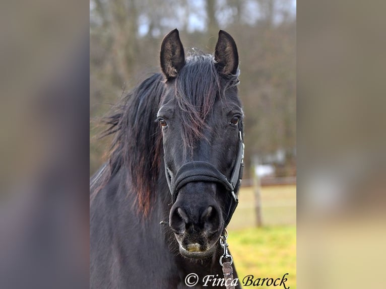 PRE Mestizo Caballo castrado 16 años 162 cm Negro in Bickenbach