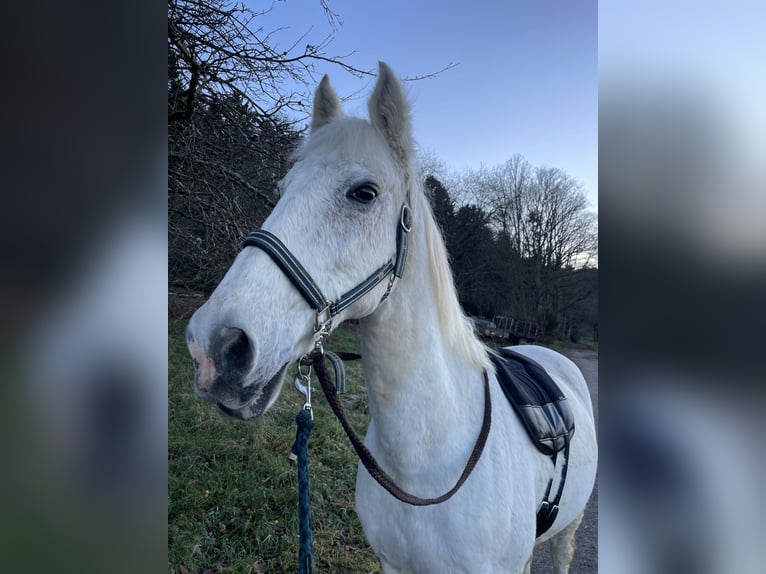 PRE Mestizo Caballo castrado 16 años 162 cm Tordo in Loffenau