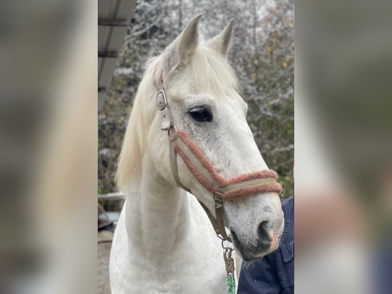 PRE Mestizo Caballo castrado 16 años 162 cm Tordo in Loffenau
